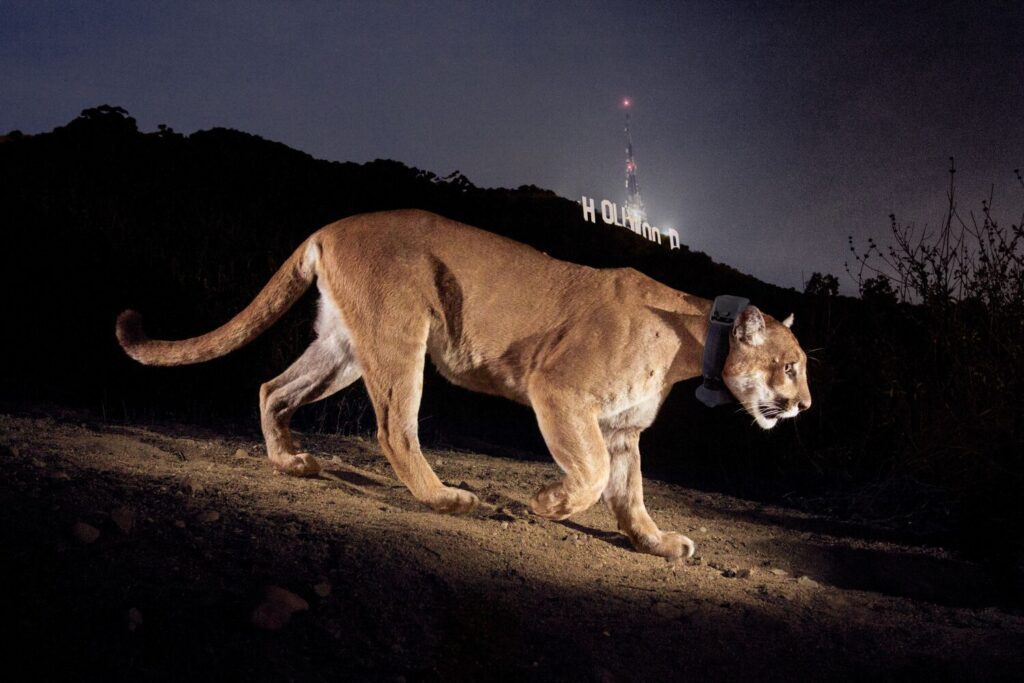 P-22, L.A. celebrity mountain lion, euthanized due to severe injuries