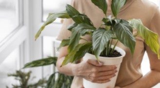 Front View Woman Holding Pot Indoor Plant Copy (2)
