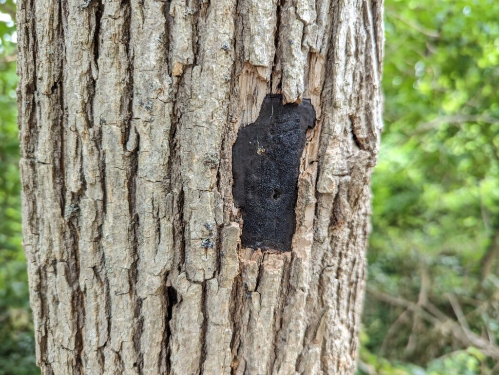 Garden Q&A: What is this black residue on my tree trunk?