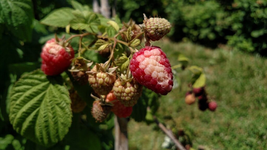 Garden Q&A: Why did raspberries have white patches?