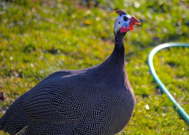 A guinea fowl, one of a number of bird owned by community activist Eric Stephenson roams during a daytime stroll.(Karl Merton Ferron/Staff Photo)