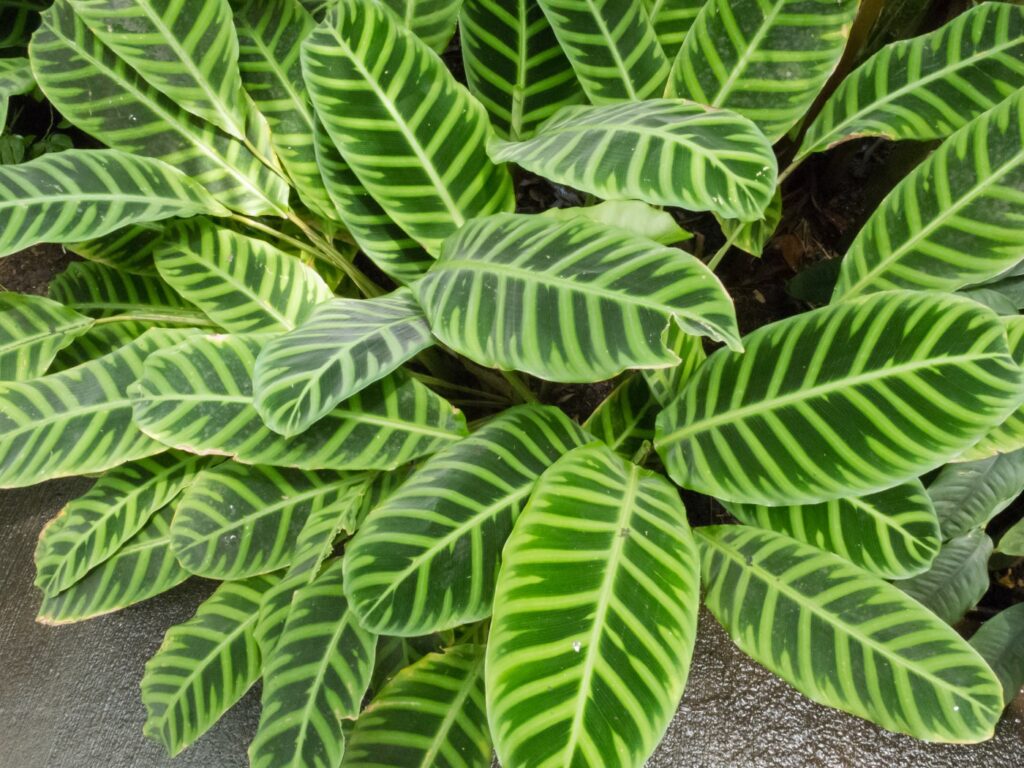 Garden Q&A: How do I keep a calathea plant happy?