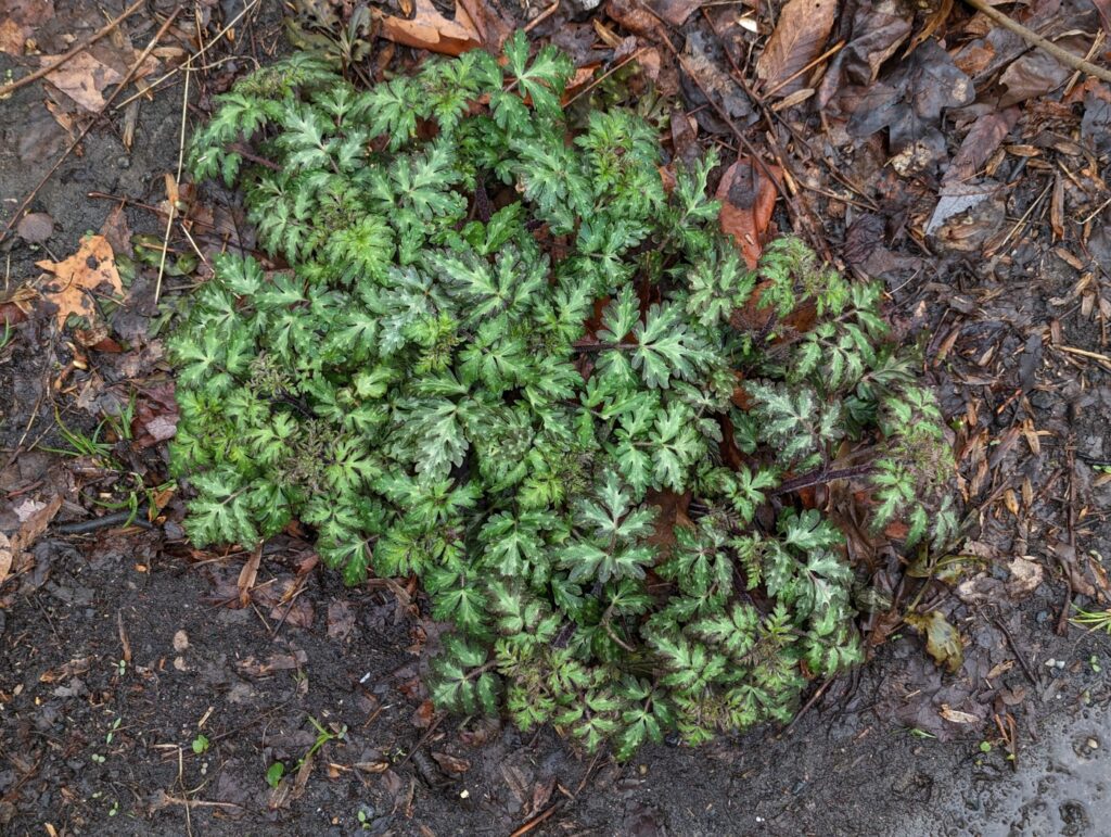 Garden Q&A: What is this fern-like plant?