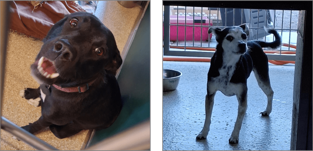 Do you know these pets? Carson City’s current strays held at the Humane Society 