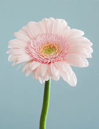 Sharon Haugh