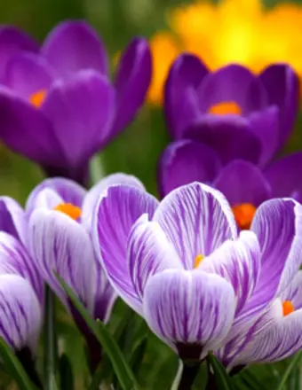 2025-229 Carmen Gines