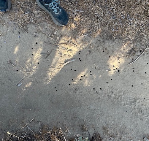 Northern Nevada gardens and backyards: Those funny holes are from big striped beetles