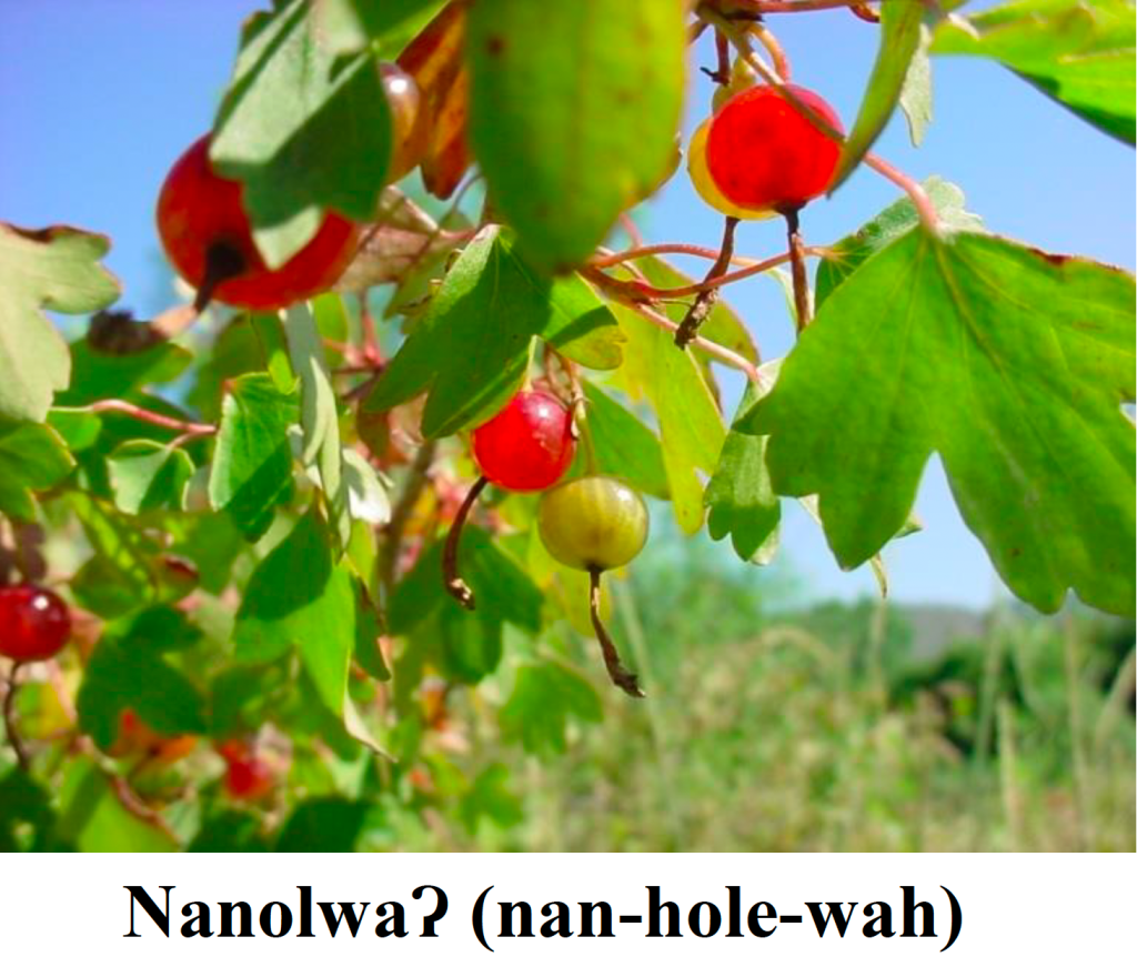 Stewart Indian School hosts another indigenous cooking course: ‘Cooking with Currant Berries’