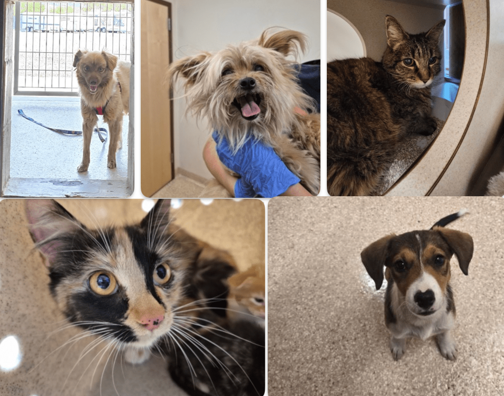 Carson City strays at the Nevada Humane Society include 2 dogs, 1 puppy, 2 cats and dozens of kittens