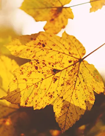  Vincent Lai 黎健榮先生