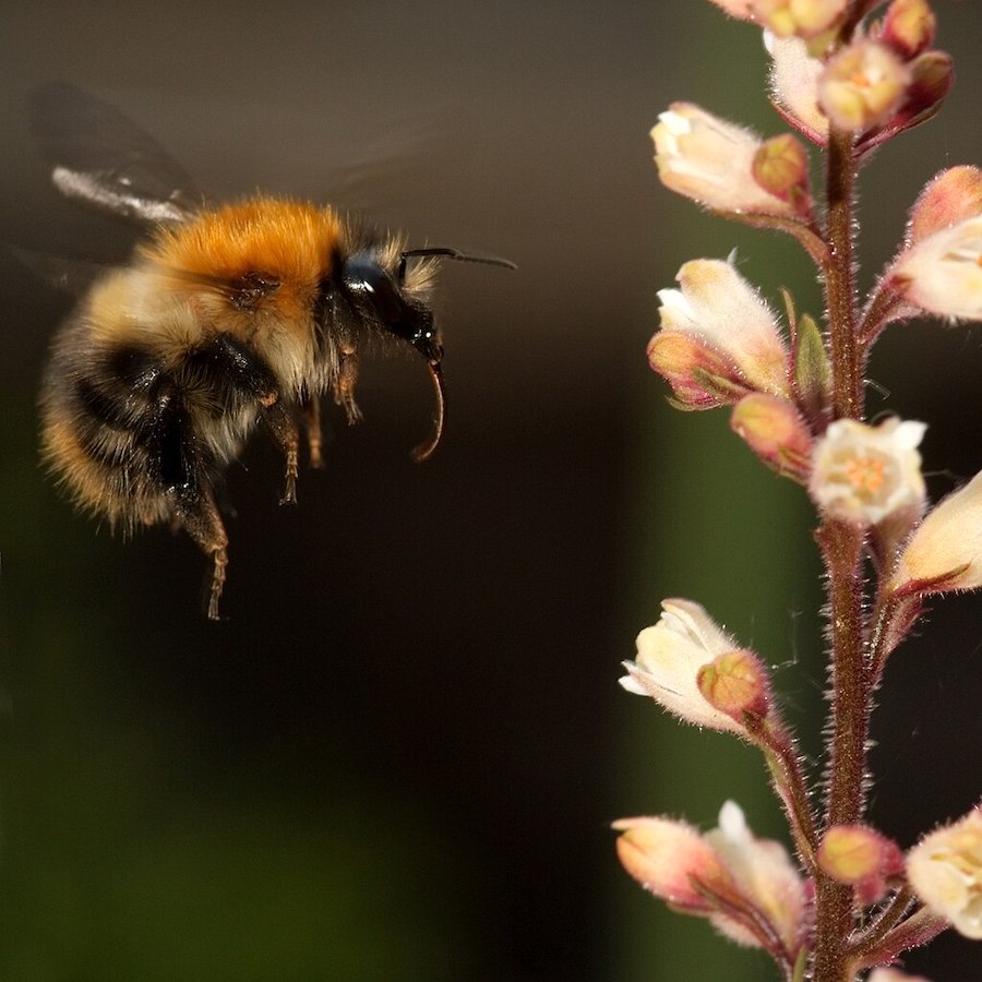 Northern Nevada gardens and backyards: Adventures with bumblebees