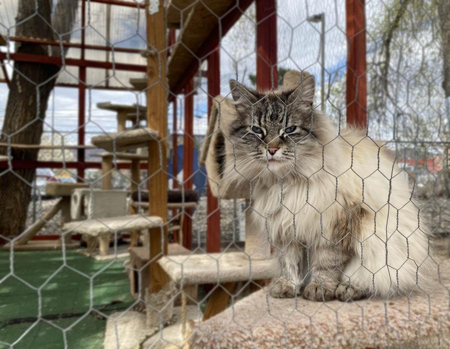 Catmandu temporarily reduces services through August 1 due to staff shortages; adoptions by appointments still available