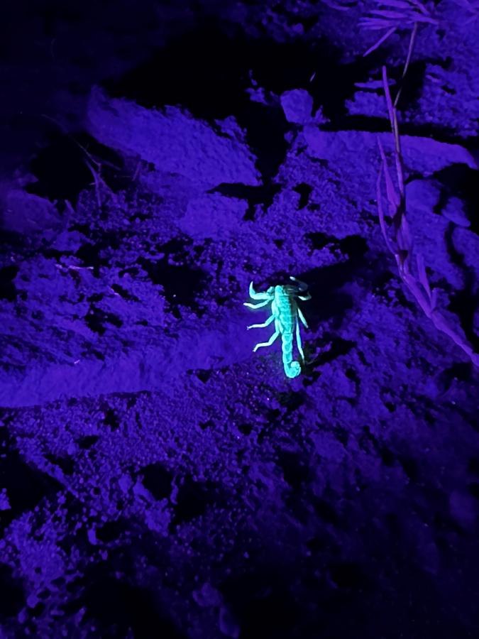 Scorpion Hunts and Pollinator Walks at Washoe Lake and Dayton State Parks