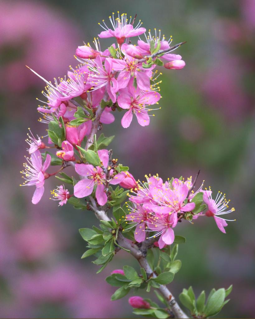 Local photographers bring their best mountain flower shots to Carson City Photo Club competition