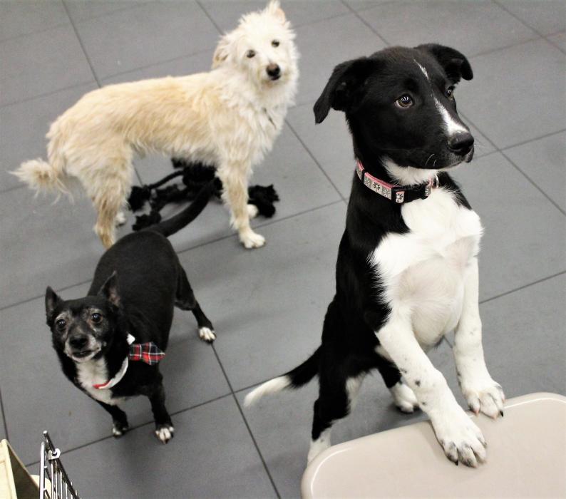 Nevada Humane Society launches ‘The Barker Pledge’ to highlight low-cost spay/neuter options