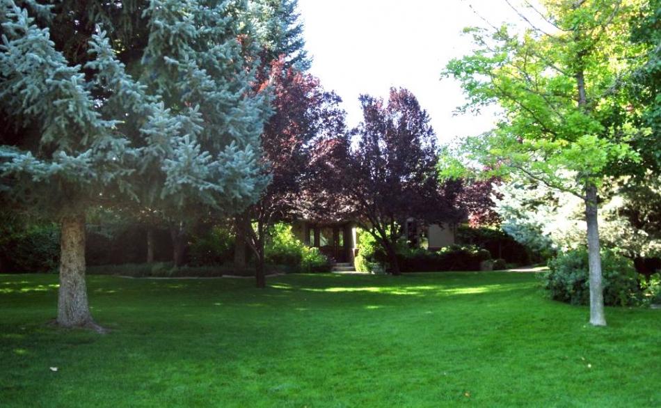 Northern Nevada backyards and gardens: Late summer lawn and tree care