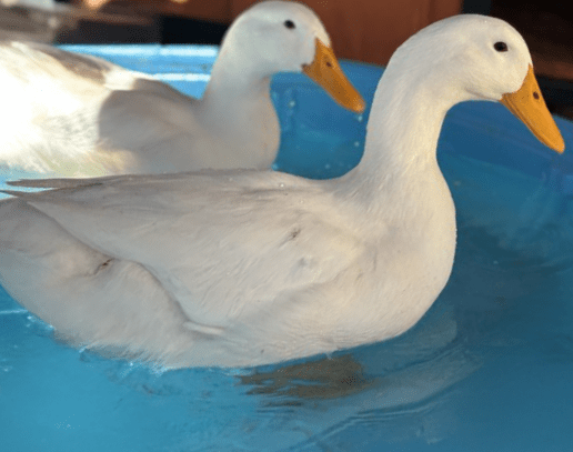 Nevada Humane Society, Carson City’s Pets of the Week: Grape and Guacamole!