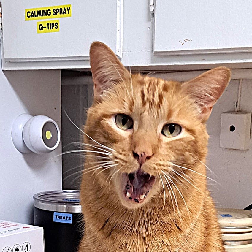 Meet Carson City Catmandu’s Cat of the Week: Frey