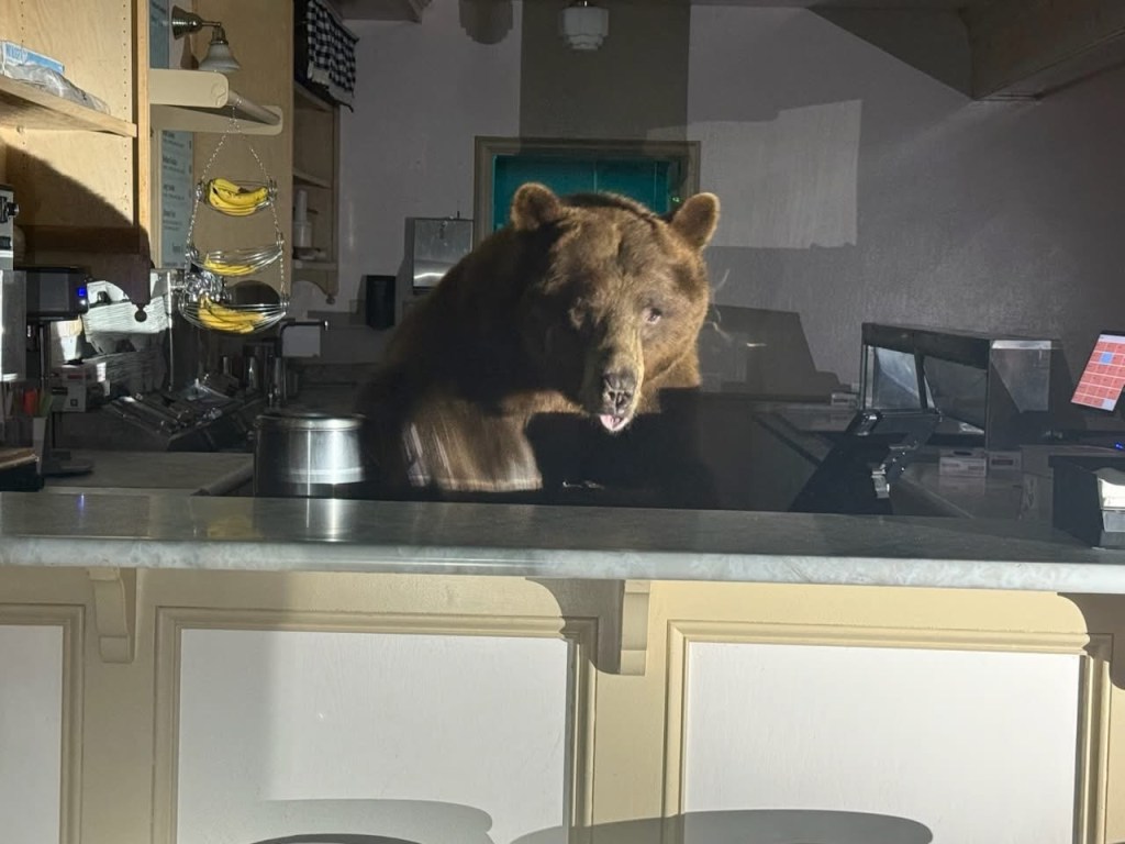 Caught red-pawed:  Tahoe bear caught mid burgle but caused no damage aside from stolen strawberry ice cream