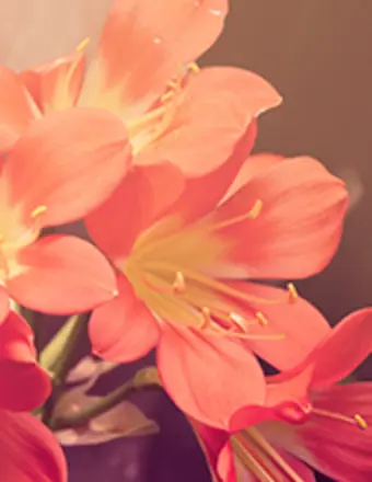 Rita  Shimonis