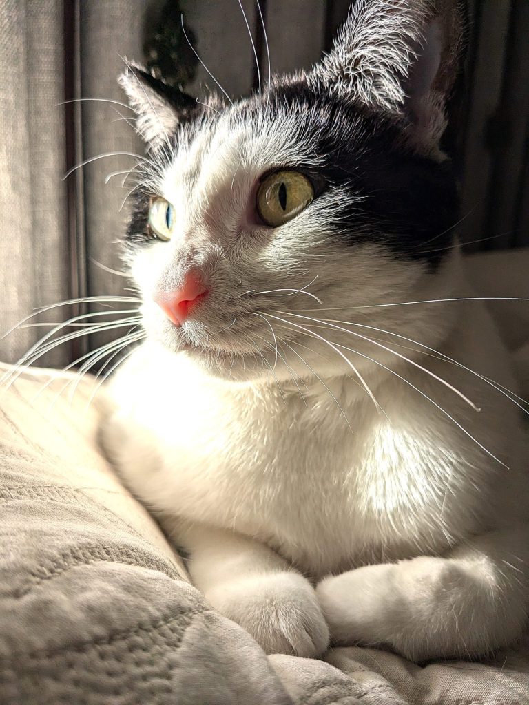 Carson City’s Catmandu introduces their Cat of the Week: Angel