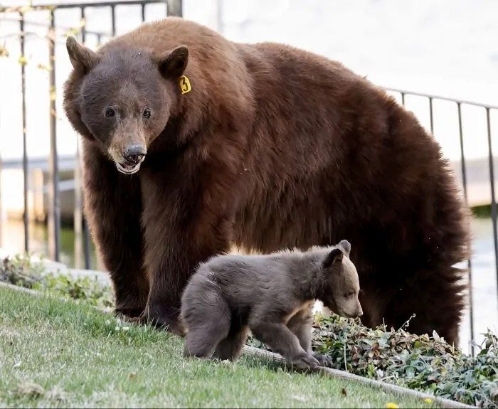 Tahoe bears need humans to act more responsibly; education key to healthy co-existence