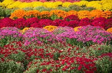 Ask a Master Gardener happening Wednesday August 13th  in Carson City