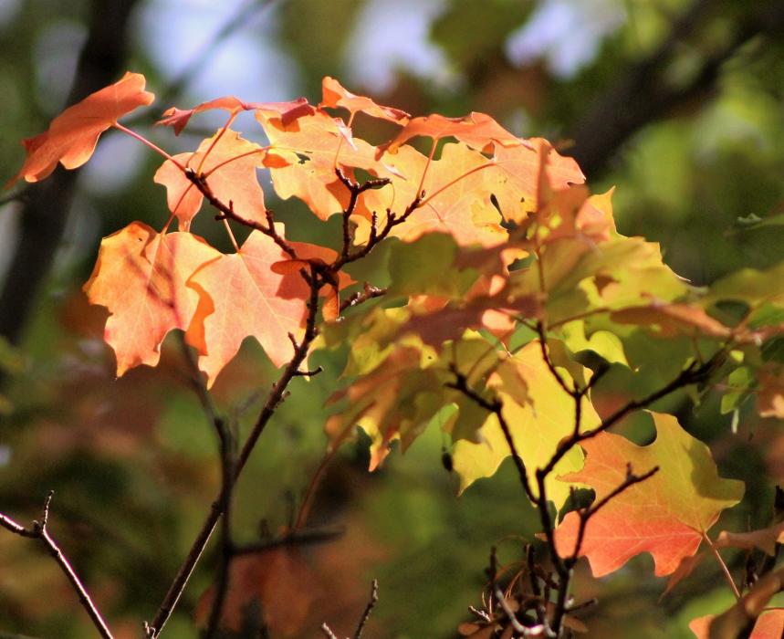 Northern Nevada gardens and backyards: Autumn musings