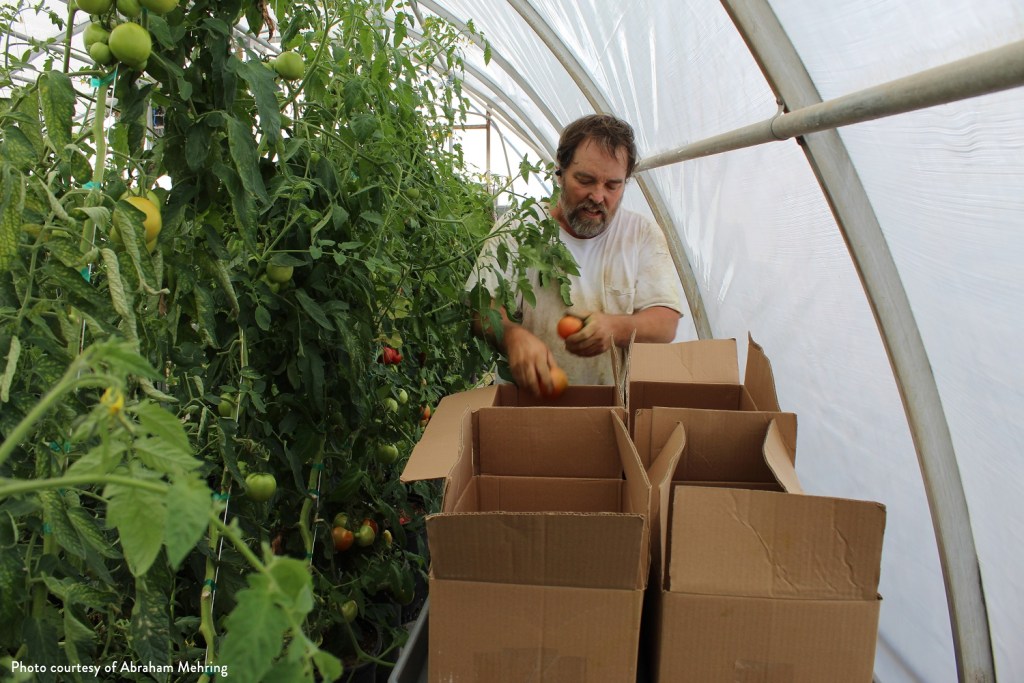Federal funding program for farmers abruptly canceled, leaving 170 small and mid-sized Nevada operations in the lurch