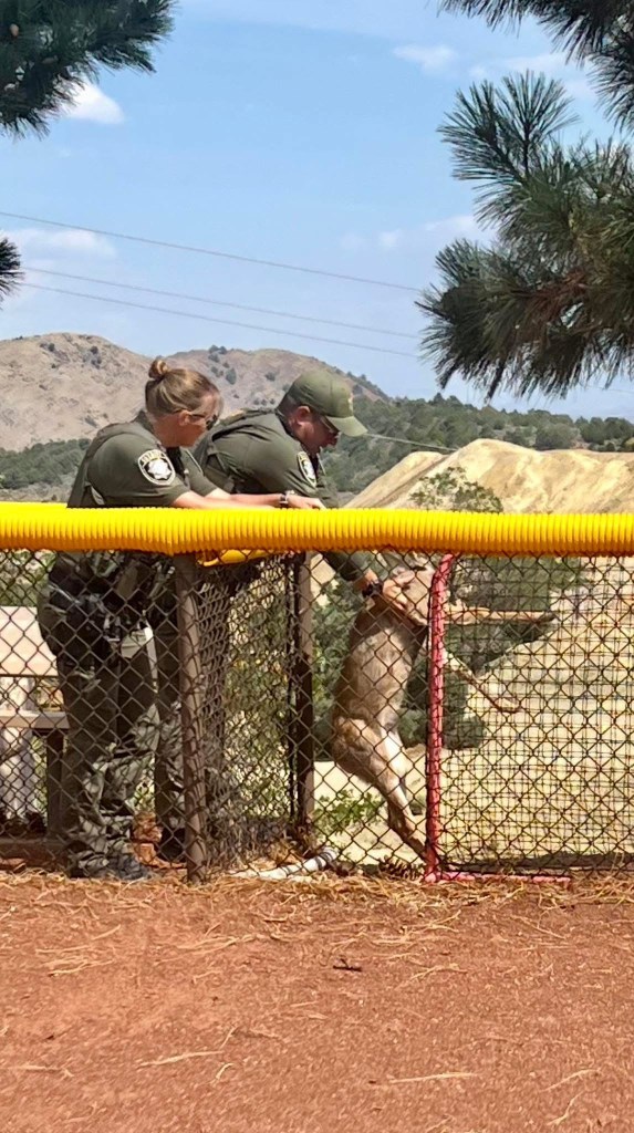 Storey County Deputies save baby deer trapped in baseball park