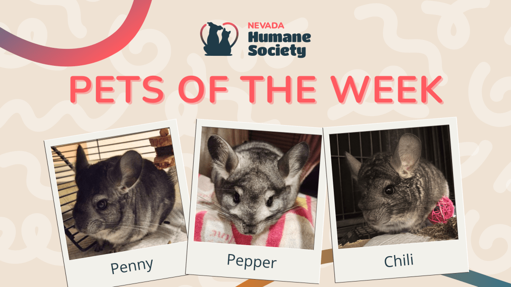 Nevada Humane Society, Carson City’s Pets of the Week: Chili, Pepper and Penny the Chinchillas