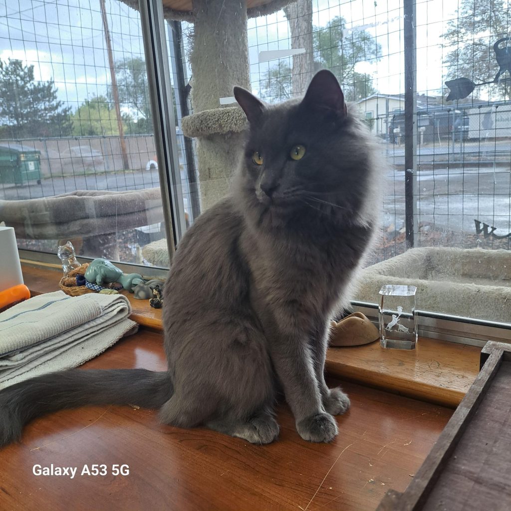 Meet Spirit – Catmandu’s Cat of the Week
