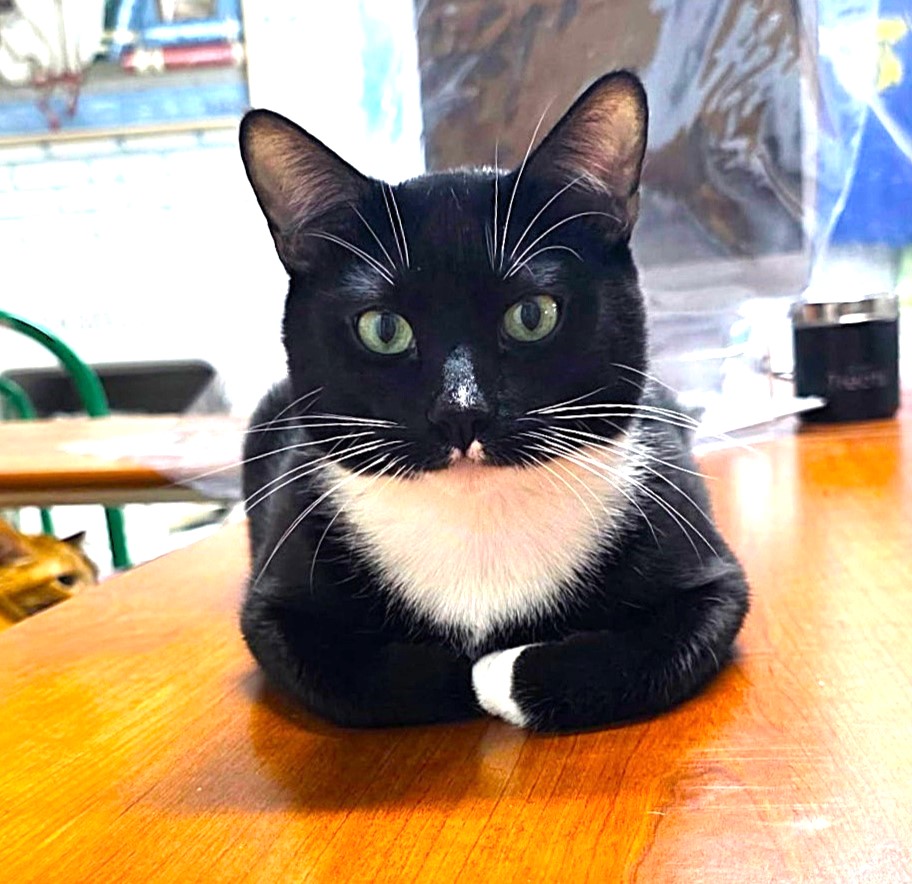 Meet Sylvester: a very special Cat of the Week at Carson City’s Catmandu