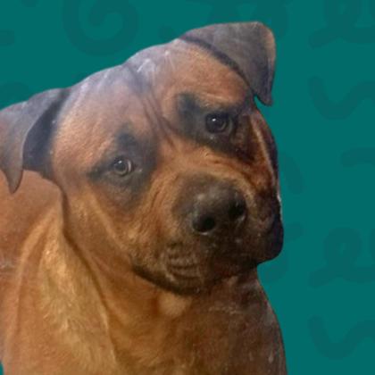 Nevada Humane Society, Carson City’s Pet of the Week: Milo the gentle giant