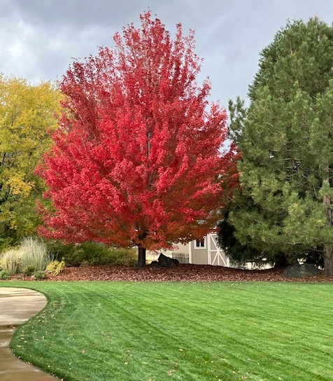 Northern Nevada gardens and backyards: More red please