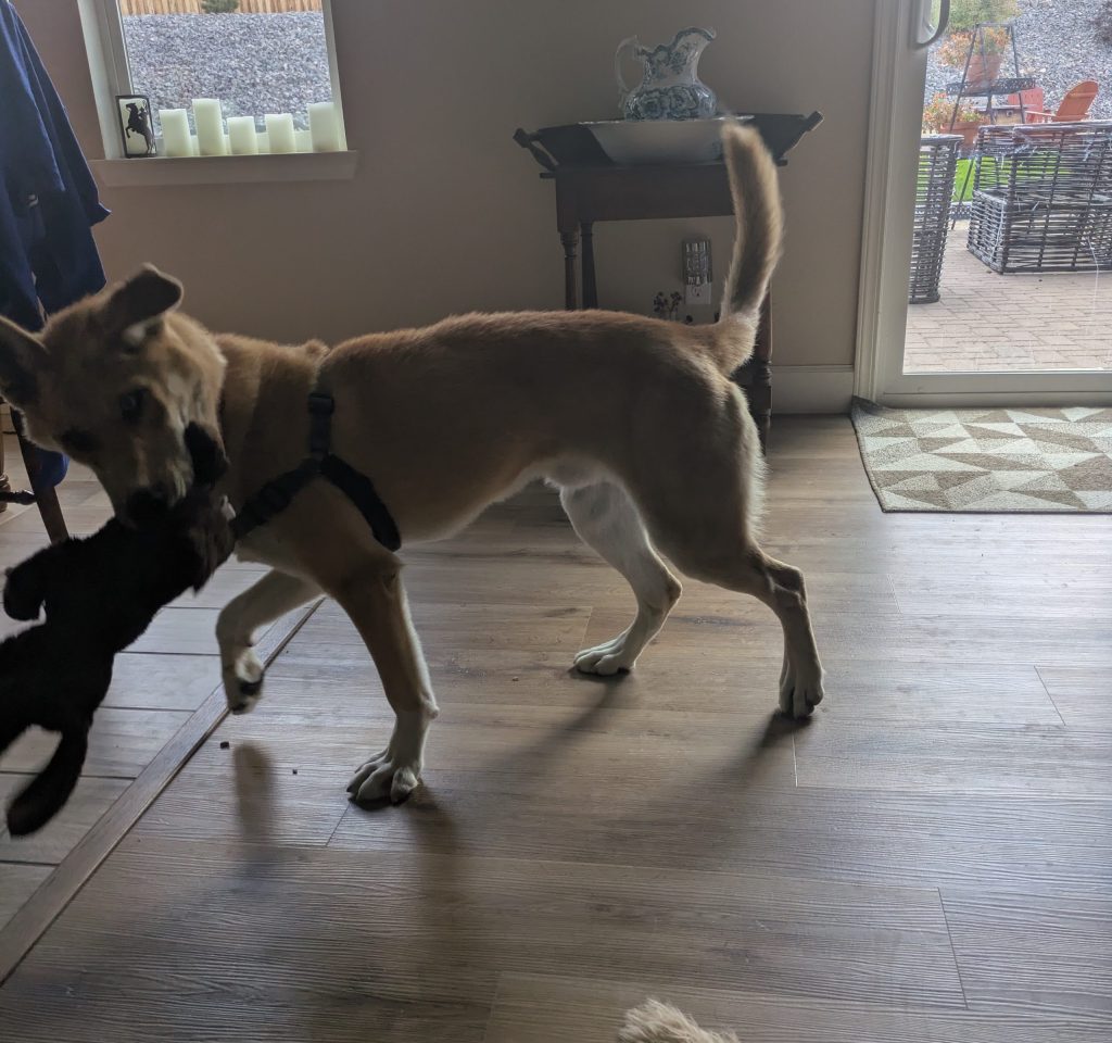 Playful Jay is Nevada Humane Society’s Carson City Pet of the Week