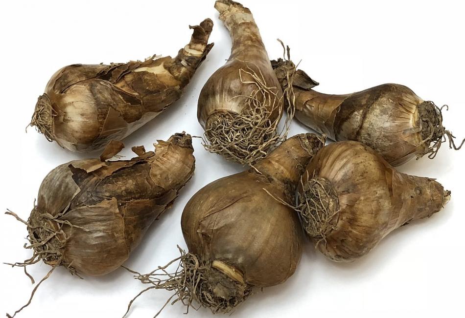 Bulbs highlight ‘Ask a Master Gardener’ series Wednesday at Carson City’s Carriage House