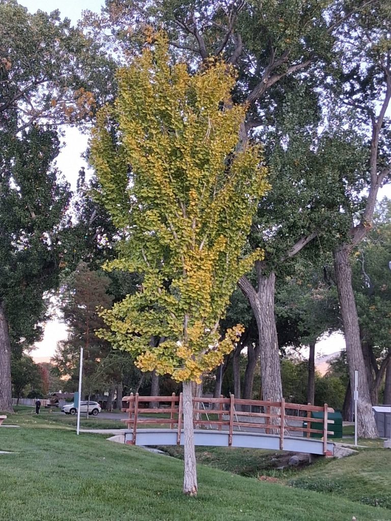 Photos: Fall colors start to appear at Carson City’s Mills Park