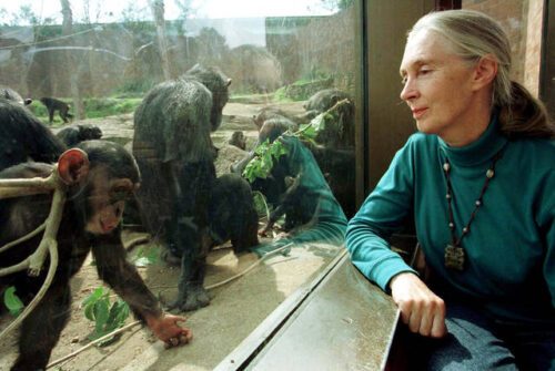 8914681 Web1 2025 10 01t182001z 965394076 Rc253haiykh0 Rtrmadp 3 People Jane Goodall.jpg