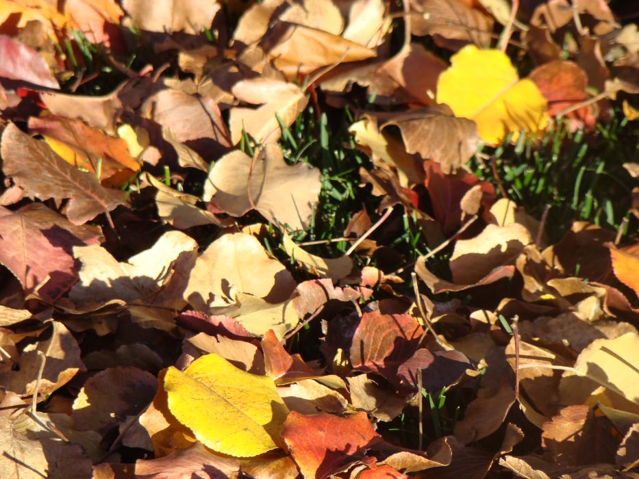 Northern Nevada gardens and backyards: Fall means time to get busy