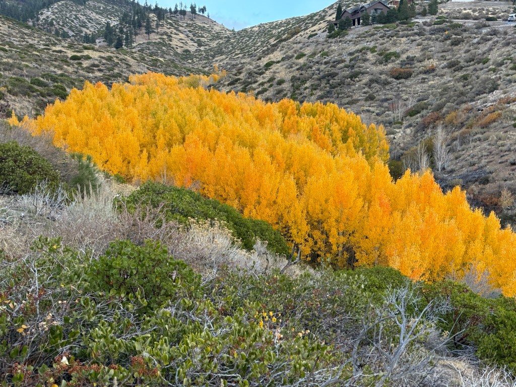 Photos: Timberline aspens glow golden through the storm