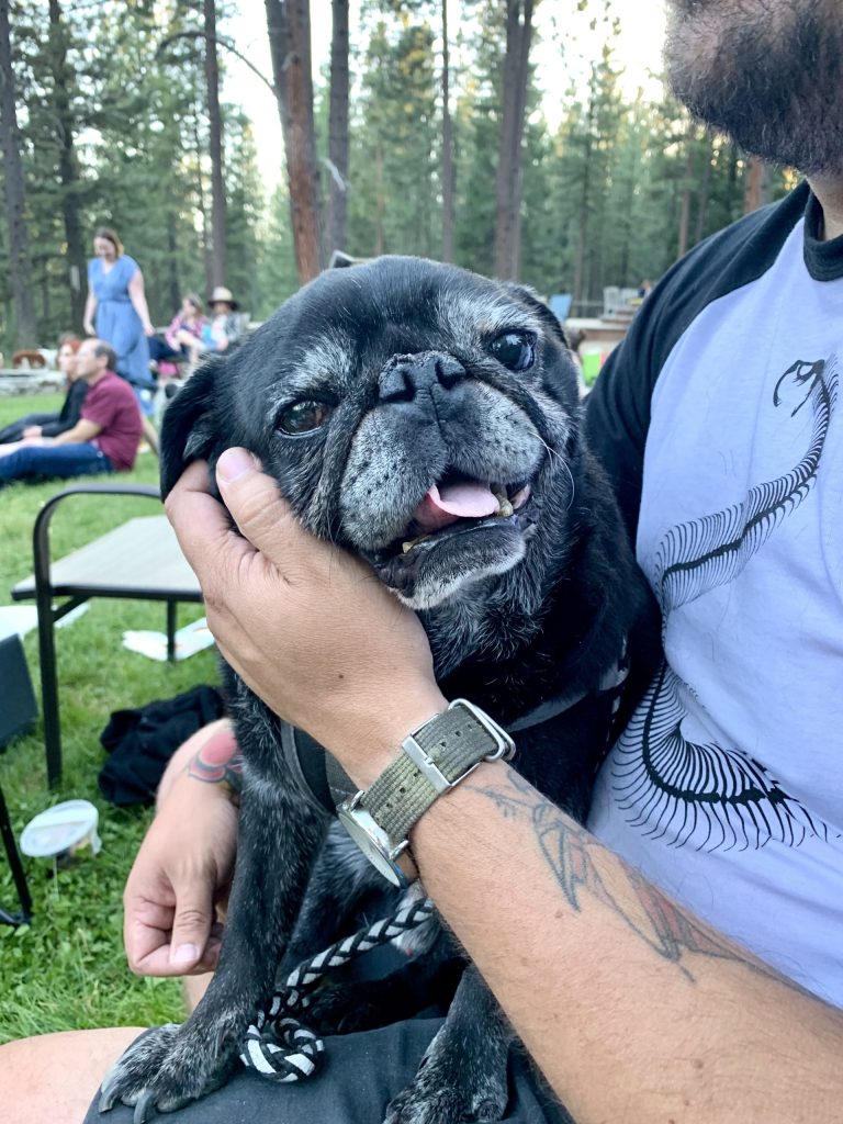 Opinion: Keep your dogs leashed, it’s common sense