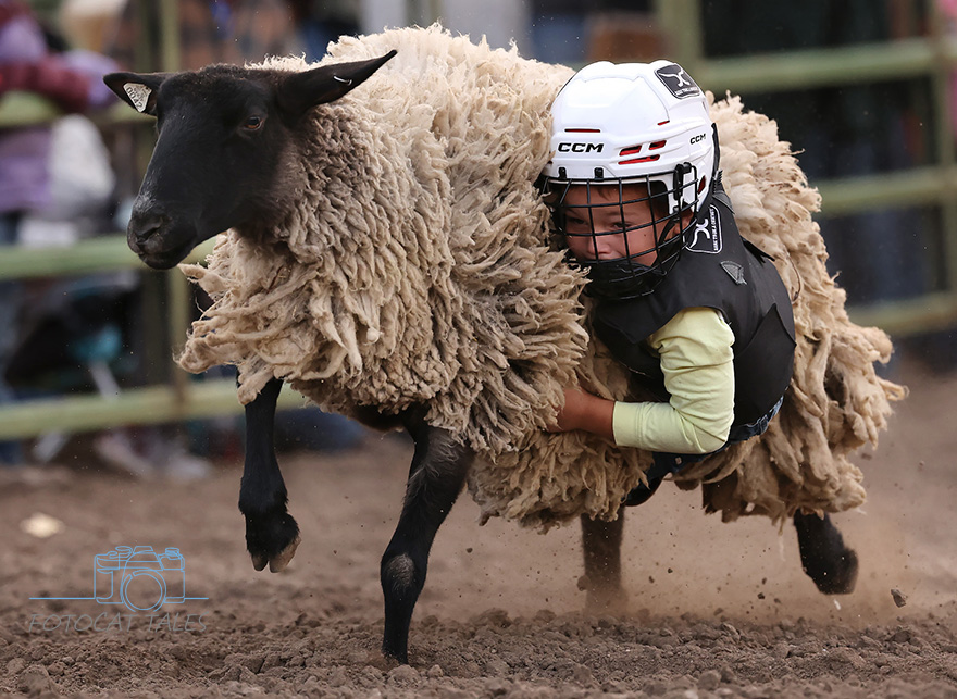 Photos: Fall Mutton Bustin’ Jackpot at Fuji Park inspires next generation of cowboys, cowgirls and rodeo competitors