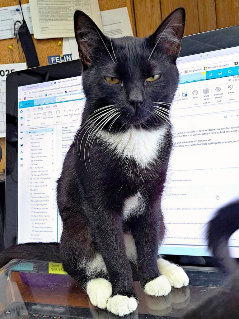 Carson City’s Catmandu introduces their Cat of the Week: Twixie, the Feline Office Assistant