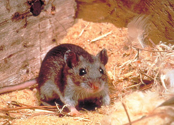 Health officials investigate Lyon County hantavirus case