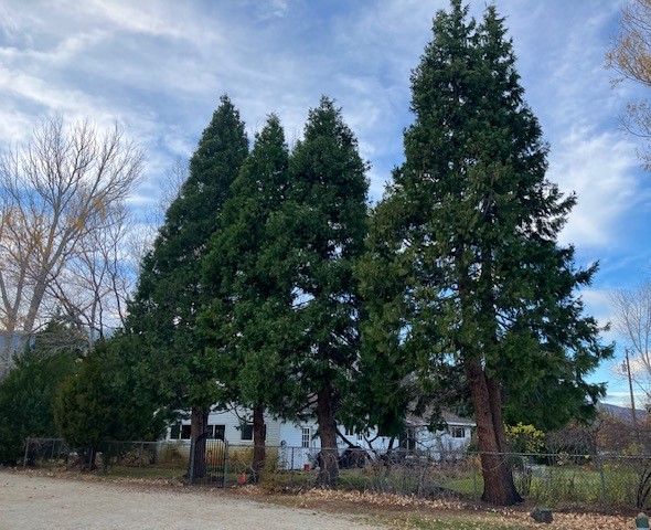 Northern Nevada backyards and gardens: Here are a few of my favorite trees