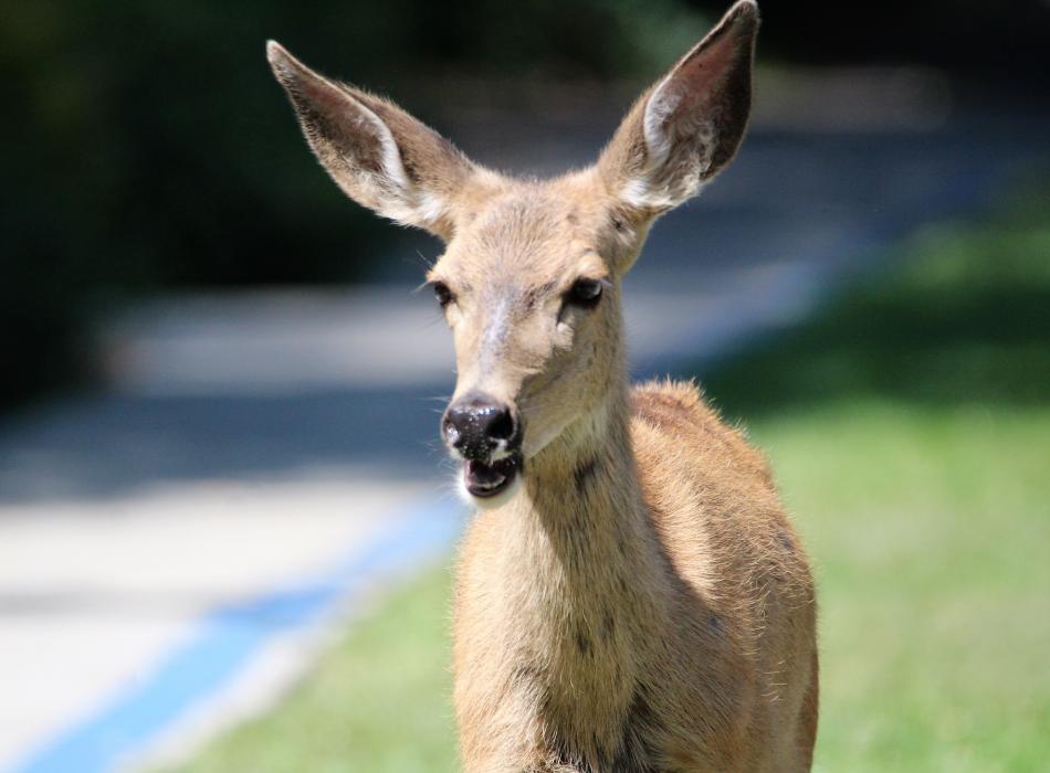 Events happening today, Saturday Nov. 29, in Carson City and beyond