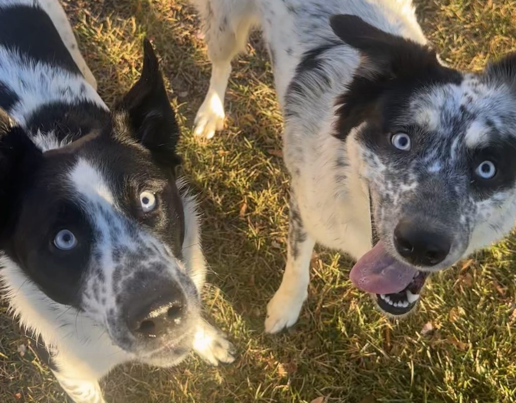 Nevada Humane Society, Carson City’s Pets of the Week: Thelma and Louise!