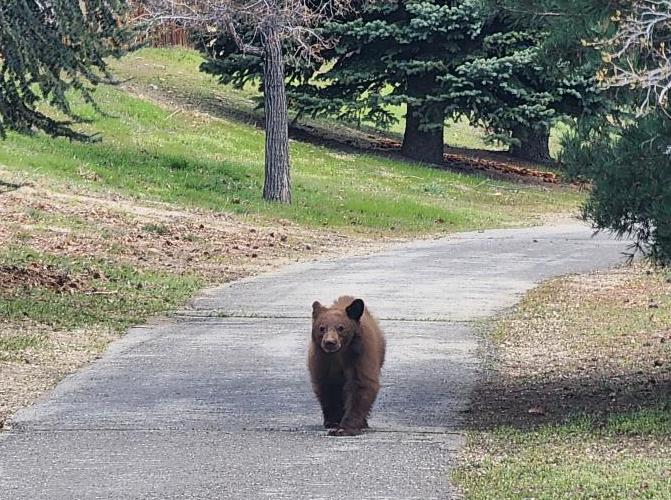 NDOW Urges Public to Remove Bear Attractants following Stateline incident