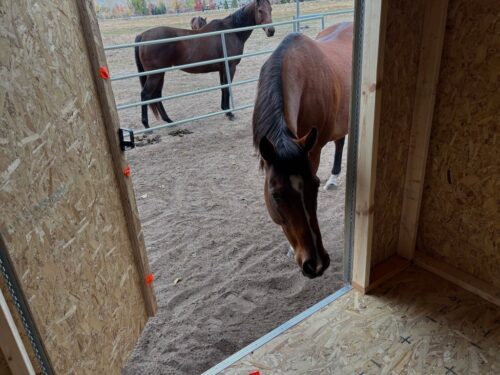 Horse Inspects Donated Shed From Wnc.jpg